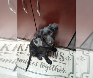 Labrador Retriever-Retriever  Mix Puppy for sale in CHELMSFORD, MA, USA