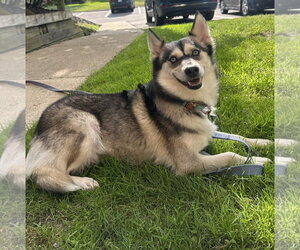 Pomsky Dogs for adoption in Clarkston, MI, USA