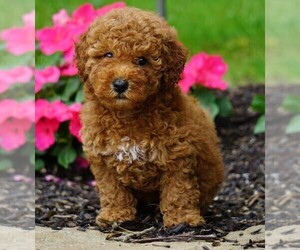 Poodle (Toy) Puppy for sale in FREDERICKSBG, OH, USA