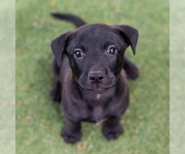 Medium Photo #1 Labrador Retriever-Unknown Mix Puppy For Sale in San Diego, CA, USA