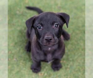 Labrador Retriever-Unknown Mix Dogs for adoption in San Diego, CA, USA