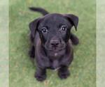 Small Labrador Retriever Mix