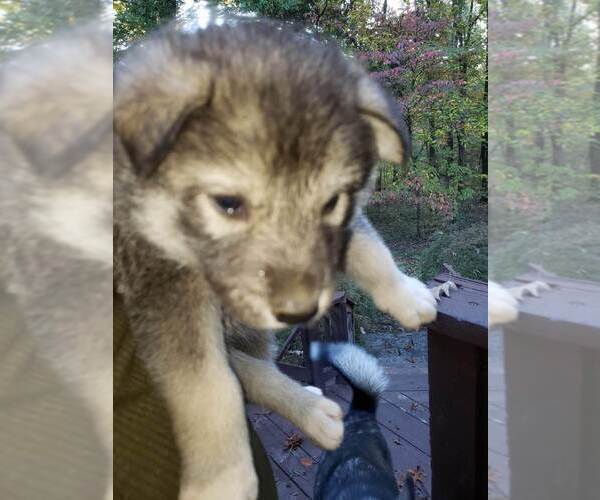 Medium Photo #4 Wolf Hybrid Puppy For Sale in HARRISON, AR, USA
