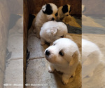 Small Photo #4 Great Pyrenees Puppy For Sale in LAKE SAWYER, WA, USA