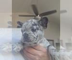 Small #2 French Bulldog