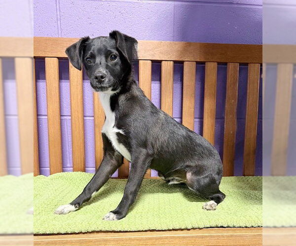 Medium Photo #4 Dachsador Puppy For Sale in Genesee, WI, USA