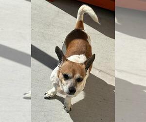Chihuahua Dogs for adoption in Baytown, TX, USA