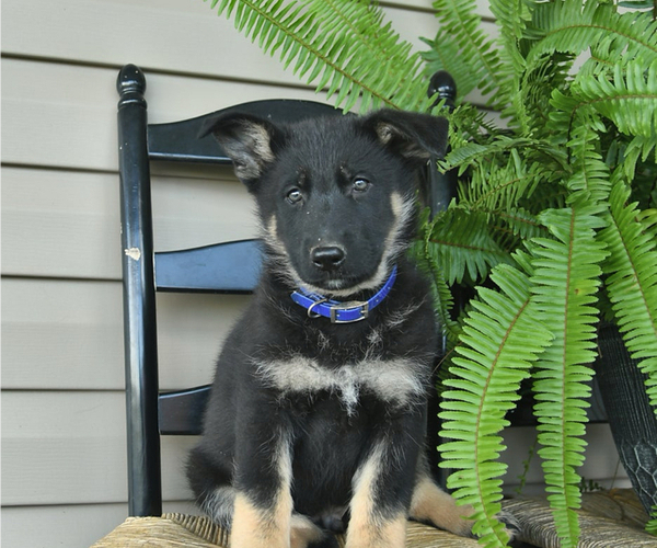 Medium Photo #15 German Shepherd Dog Puppy For Sale in DAVENPORT, FL, USA