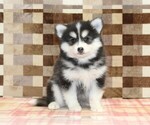 Small #2 Pomsky