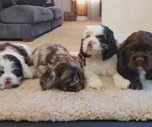 Cocker Spaniel Litter for sale in KNOX, IN, USA