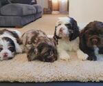 Image preview for Ad Listing. Nickname: Litter of 4