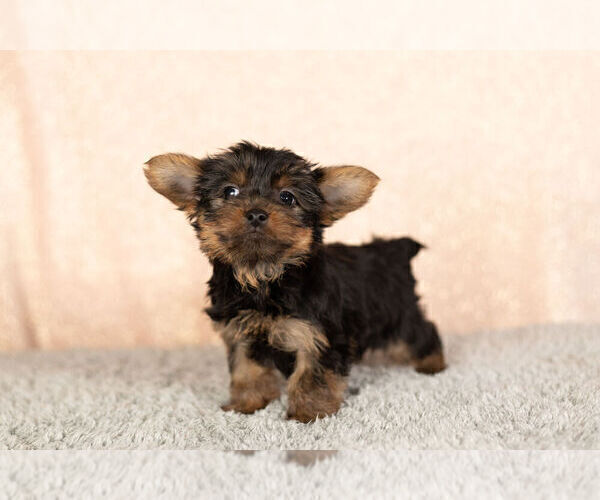 Medium Photo #6 YorkiePoo Puppy For Sale in NAPPANEE, IN, USA