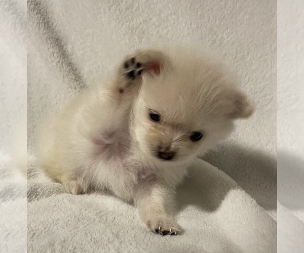 Medium Photo #6 Pomeranian Puppy For Sale in PORTLAND, ME, USA