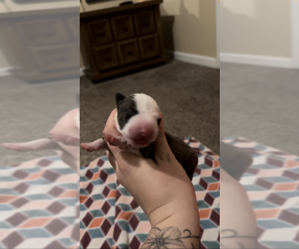 Medium Photo #4 Miniature Bull Terrier Puppy For Sale in MADERA, CA, USA