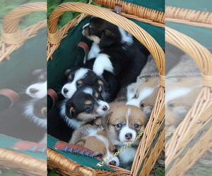 Pembroke Welsh Corgi Puppy for sale in FAIR GROVE, MO, USA