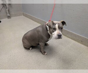 Mutt Dogs for adoption in Las Vegas, NV, USA