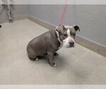 *MAGGIE MAE - Female Mutt Dog for Adoption - Small photo