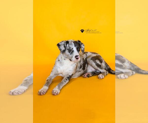 Medium Photo #6 Catahoula Leopard Dog-Unknown Mix Puppy For Sale in Rockwall, TX, USA