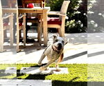Small #1 American Pit Bull Terrier Mix