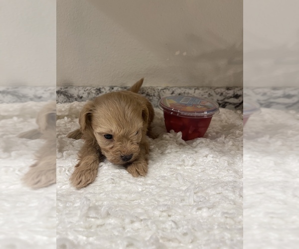 Medium Photo #3 Schnoodle (Miniature) Puppy For Sale in REDDING, CA, USA