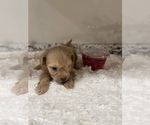 Small Photo #3 Schnoodle (Miniature) Puppy For Sale in REDDING, CA, USA