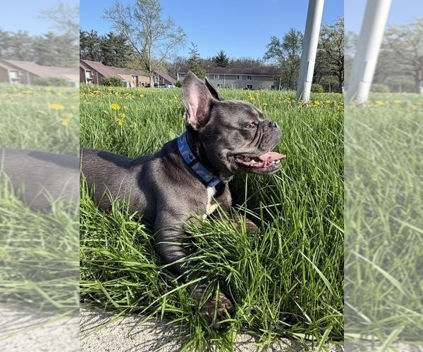 Medium Photo #3 French Bulldog Puppy For Sale in UNIVERSITY PARK, IL, USA