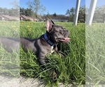Small Photo #3 French Bulldog Puppy For Sale in UNIVERSITY PARK, IL, USA