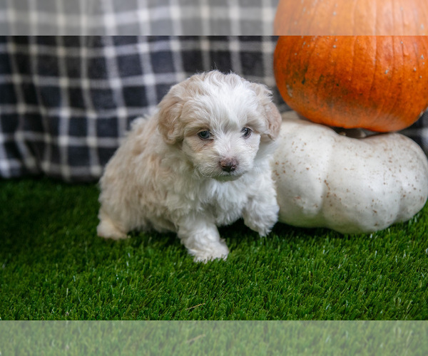 Medium Photo #2 Aussiedoodle Miniature  Puppy For Sale in CLARE, MI, USA