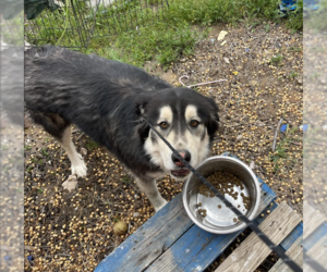 Mutt Dogs for adoption in Williamsburg, NM, USA