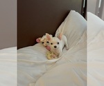 Image preview for Ad Listing. Nickname: Wednesday