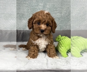 Cavapoo Puppy for Sale in FRANKLIN, Indiana USA