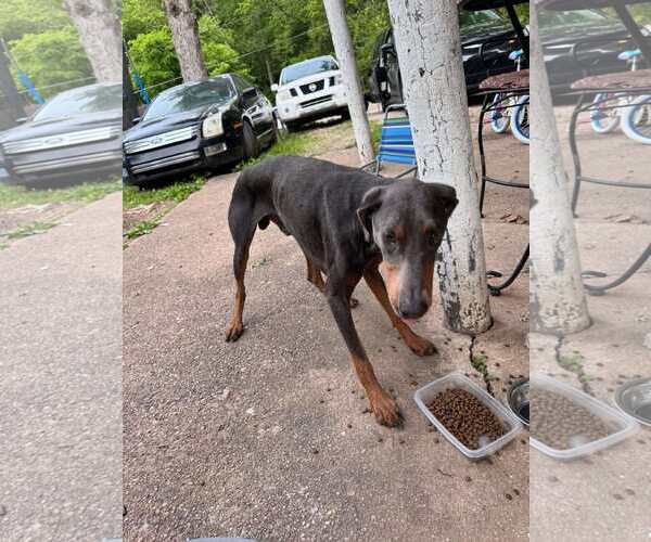 Medium Photo #5 Doberman Pinscher Puppy For Sale in Aurora, OH, USA