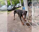 Small #4 Doberman Pinscher