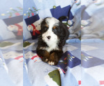 Small Photo #9 Bernedoodle Puppy For Sale in MILWAUKEE, WI, USA