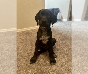 German Shorthaired Lab Puppy for sale in SCOTTSDALE, AZ, USA