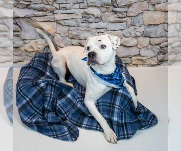 Medium Photo #5 Bulldog-Unknown Mix Puppy For Sale in Kennesaw, GA, USA