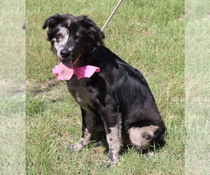 Border Collie-Unknown Mix Dogs for adoption in Bandera, TX, USA