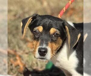 Australian Shepherd-Unknown Mix Dogs for adoption in Yardley, PA, USA