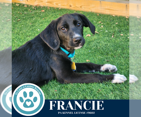 Medium Photo #2 Labrenees Puppy For Sale in Kimberton, PA, USA