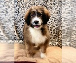 Small #4 Bernedoodle