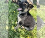 Small #3 German Shepherd Dog