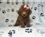 Small #5 Goldendoodle (Miniature)