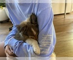 Small #3 Shetland Sheepdog
