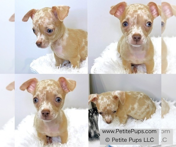 Medium Photo #1 Chihuahua Puppy For Sale in OZONE PARK, NY, USA