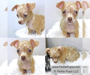 Chihuahua Puppy for sale in OZONE PARK, NY, USA