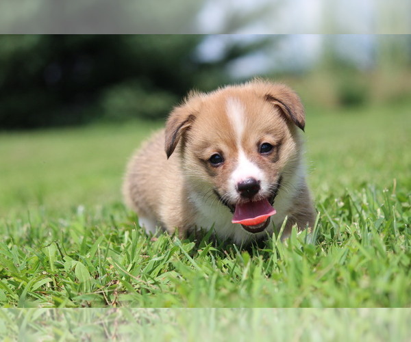 Medium Photo #3 Pembroke Welsh Corgi Puppy For Sale in FORT MADISON, IA, USA