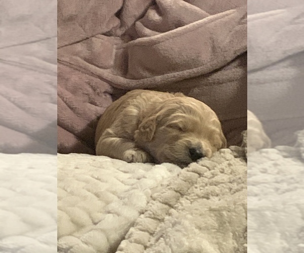 Medium Photo #4 Goldendoodle Puppy For Sale in RATHDRUM, ID, USA
