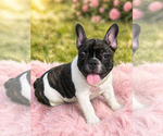 Puppy Oreo French Bulldog