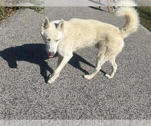 Siberian Husky Dogs for adoption in Houston, TX, USA