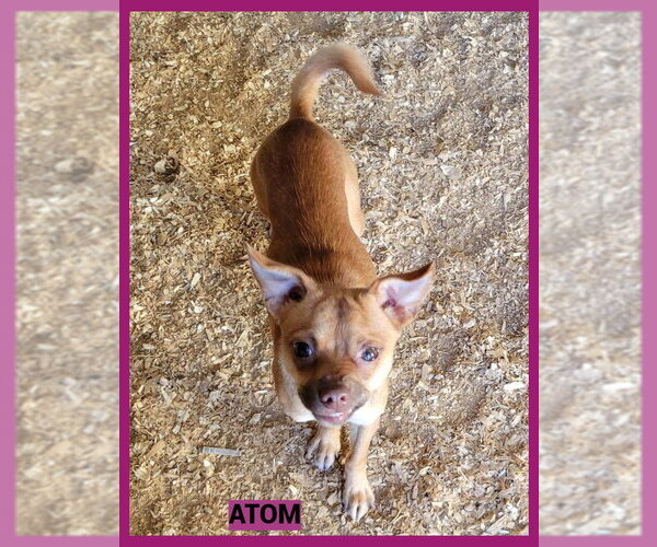 Medium Photo #2 Chihuahua-Unknown Mix Puppy For Sale in Granbury, TX, USA